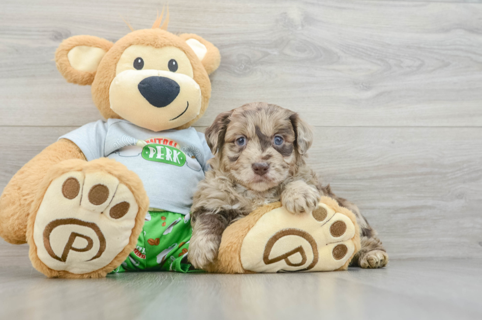 5 week old Mini Aussiedoodle Puppy For Sale - Windy City Pups