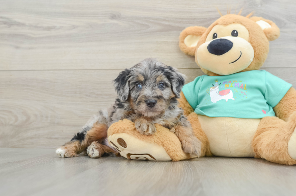 6 week old Mini Aussiedoodle Puppy For Sale - Windy City Pups