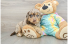 Popular Mini Aussiedoodle Poodle Mix Pup