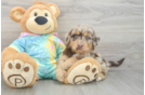 Best Mini Aussiedoodle Baby
