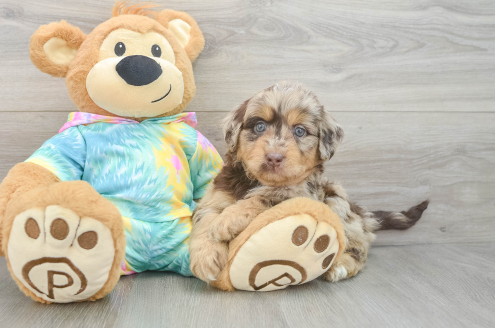 5 week old Mini Aussiedoodle Puppy For Sale - Windy City Pups