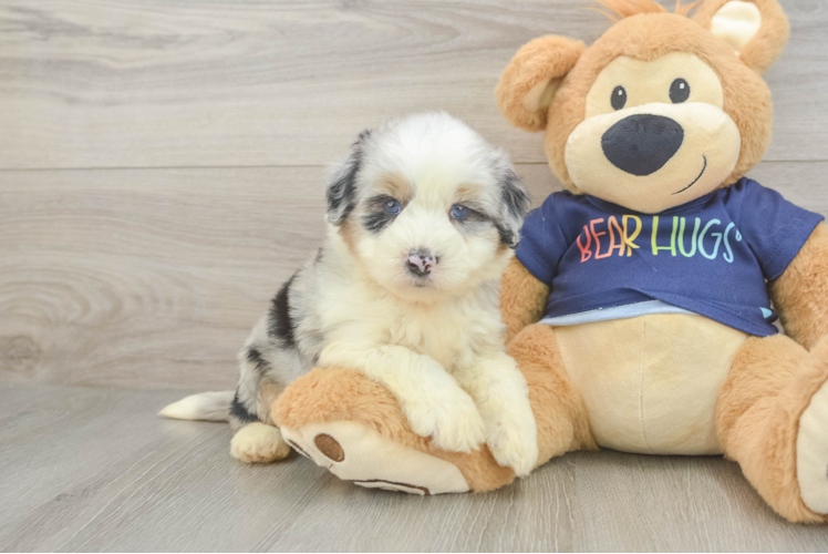 Happy Mini Aussiedoodle Baby