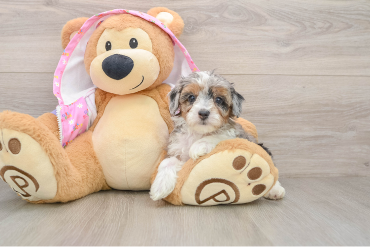 Hypoallergenic Aussiepoo Poodle Mix Puppy