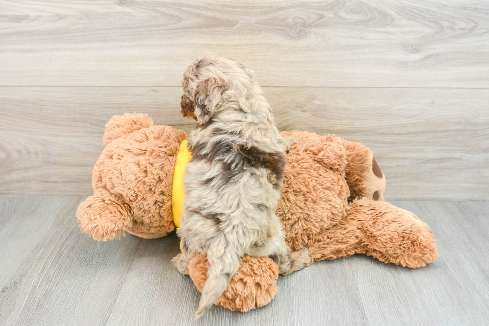 Best Mini Aussiedoodle Baby