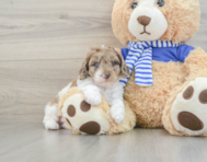 7 week old Mini Aussiedoodle Puppy For Sale - Windy City Pups