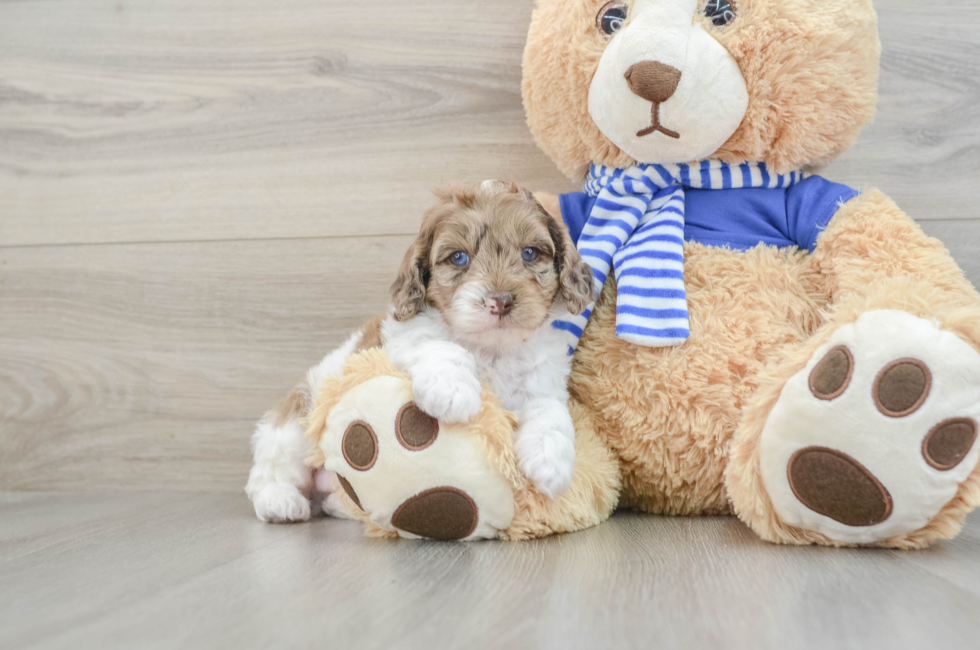 7 week old Mini Aussiedoodle Puppy For Sale - Windy City Pups