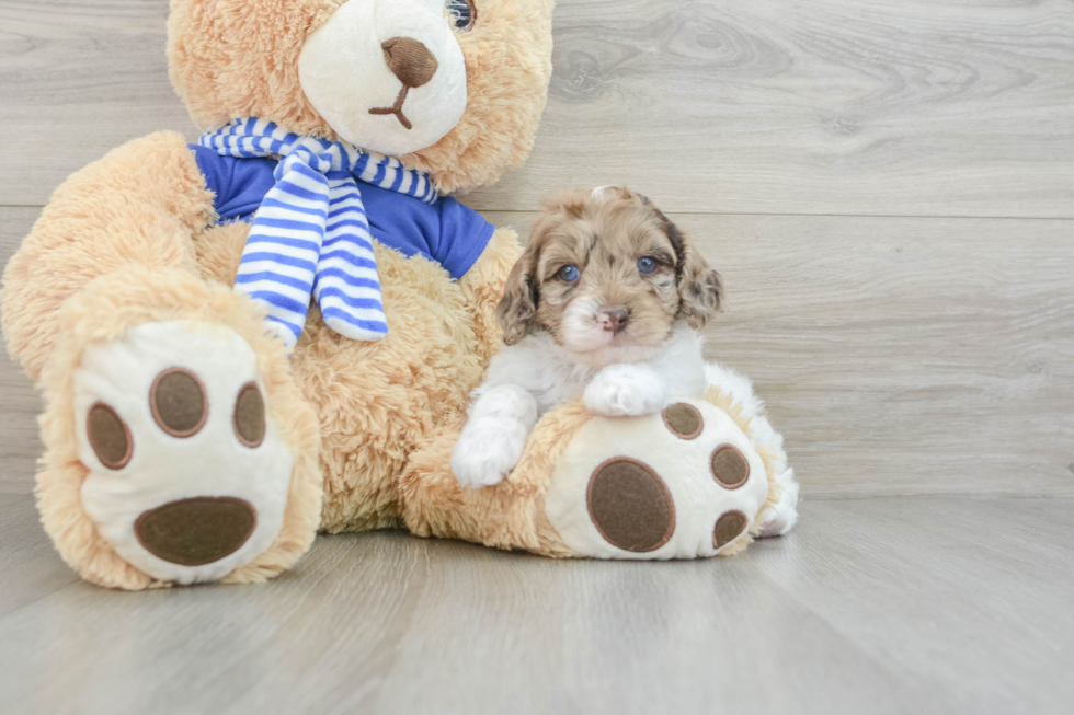 Popular Mini Aussiedoodle Poodle Mix Pup