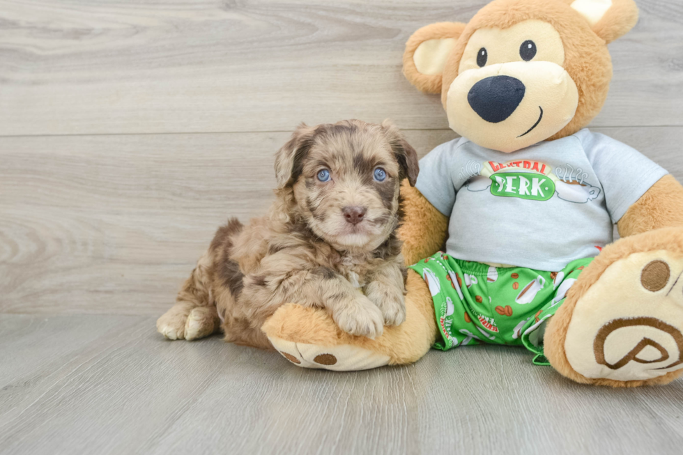 Mini Aussiedoodle Pup Being Cute