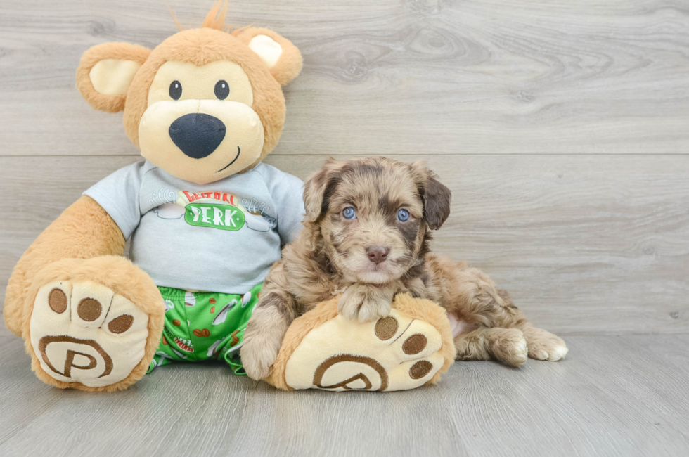 5 week old Mini Aussiedoodle Puppy For Sale - Windy City Pups