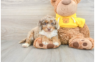 Mini Aussiedoodle Puppy for Adoption