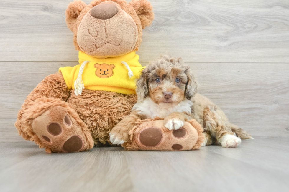 Energetic Aussie Poo Poodle Mix Puppy