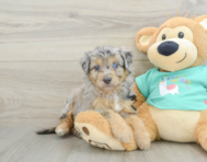 7 week old Mini Aussiedoodle Puppy For Sale - Windy City Pups