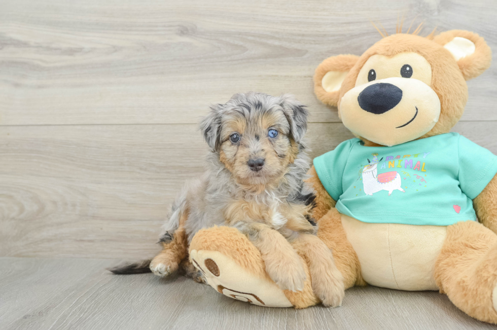 6 week old Mini Aussiedoodle Puppy For Sale - Windy City Pups
