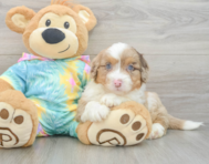 9 week old Mini Aussiedoodle Puppy For Sale - Windy City Pups