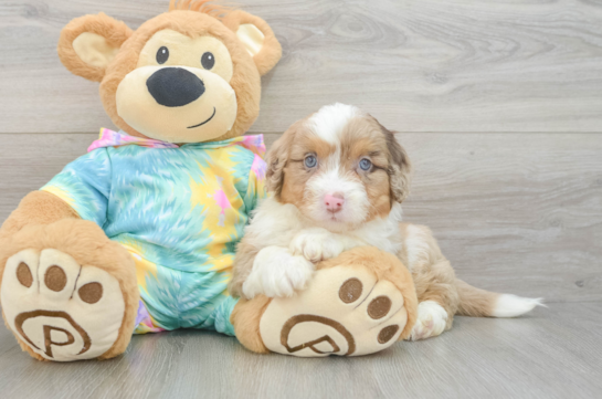 Little Mini Aussiepoo Poodle Mix Puppy