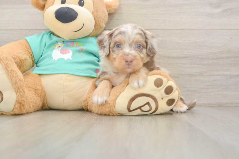 5 week old Mini Aussiedoodle Puppy For Sale - Windy City Pups
