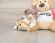 7 week old Mini Aussiedoodle Puppy For Sale - Windy City Pups