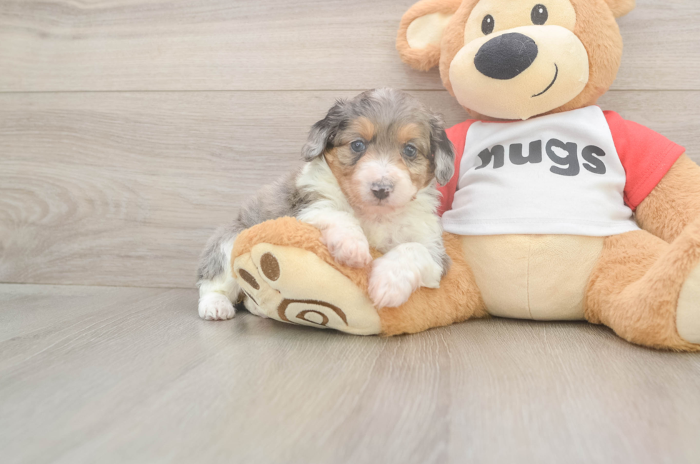 5 week old Mini Aussiedoodle Puppy For Sale - Windy City Pups