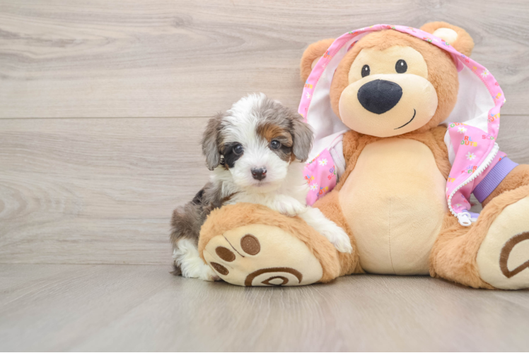 Funny Mini Aussiedoodle Poodle Mix Pup