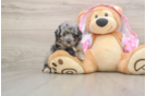 Mini Aussiedoodle Puppy for Adoption