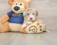 9 week old Mini Aussiedoodle Puppy For Sale - Windy City Pups
