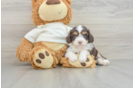 Mini Aussiedoodle Pup Being Cute