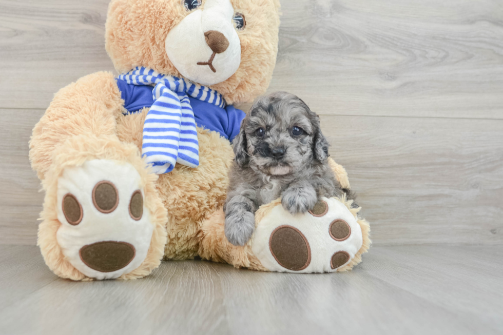 Sweet Mini Aussiedoodle Baby