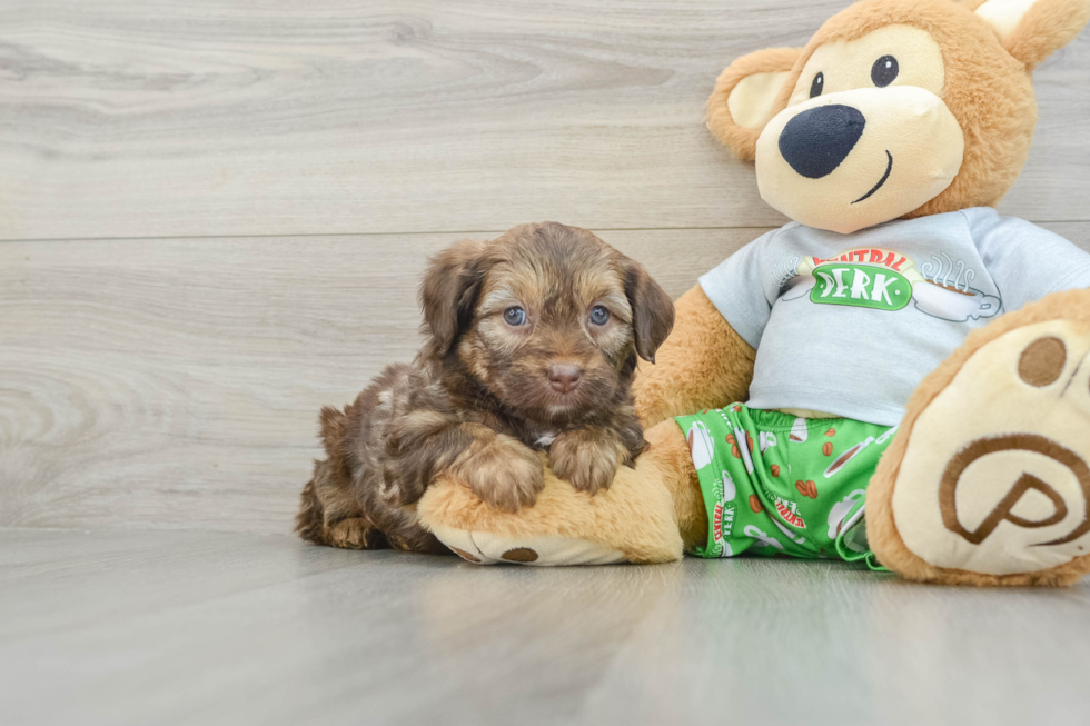 Mini Aussiedoodle Pup Being Cute