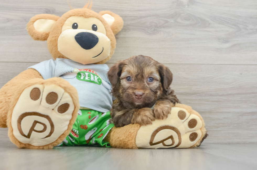 5 week old Mini Aussiedoodle Puppy For Sale - Windy City Pups