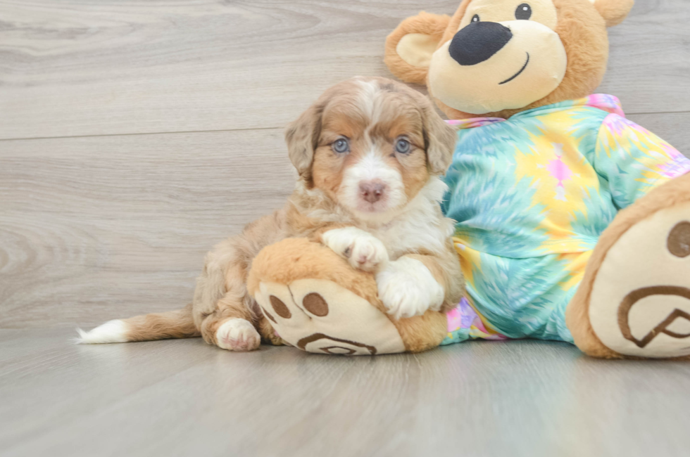 5 week old Mini Aussiedoodle Puppy For Sale - Windy City Pups