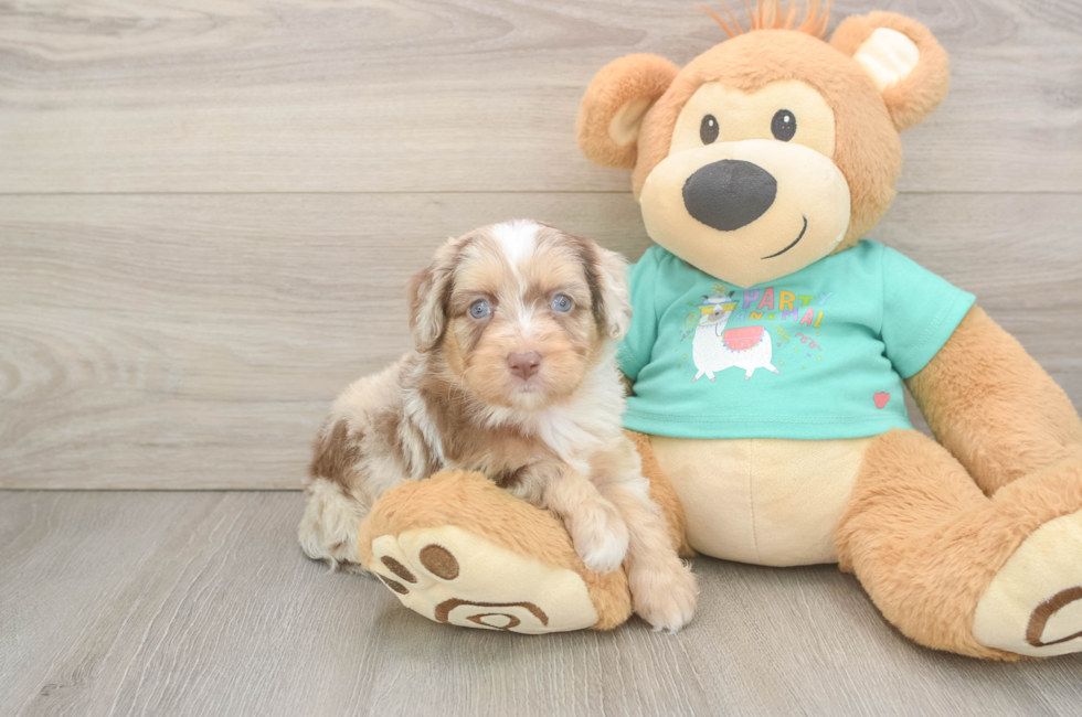 5 week old Mini Aussiedoodle Puppy For Sale - Windy City Pups