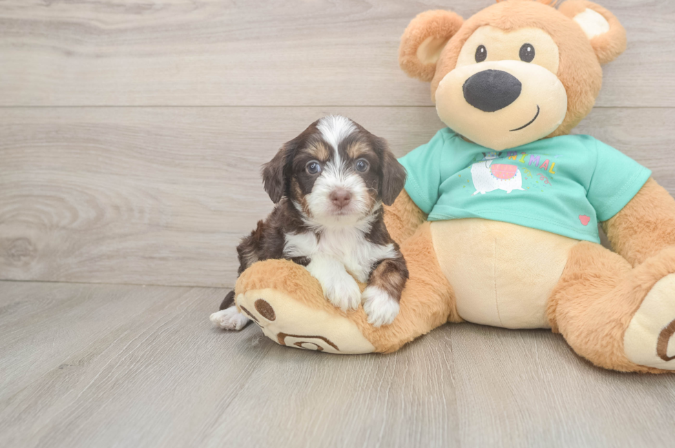 5 week old Mini Aussiedoodle Puppy For Sale - Windy City Pups