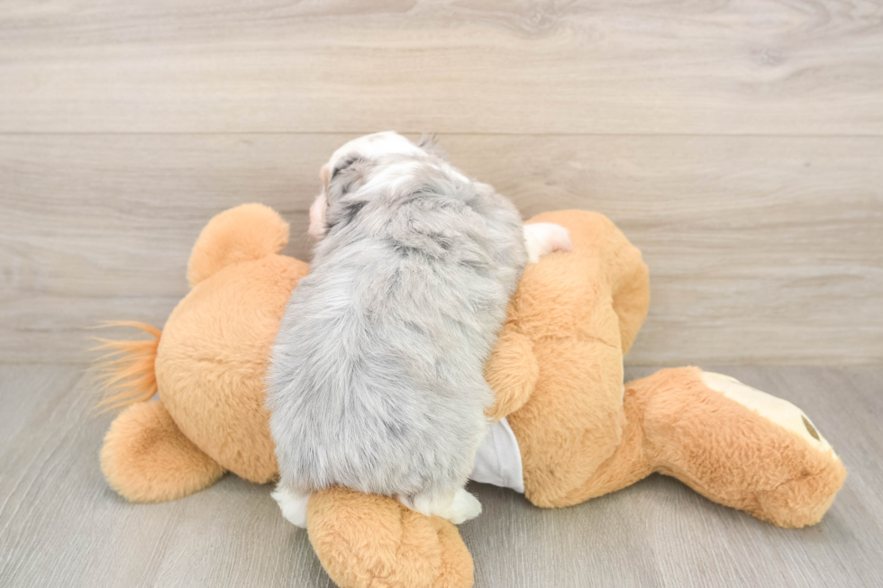 Best Mini Aussiedoodle Baby