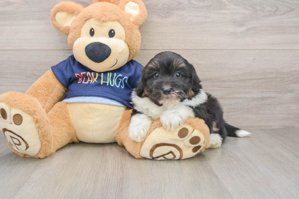 Best Mini Aussiedoodle Baby