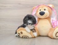 8 week old Mini Aussiedoodle Puppy For Sale - Windy City Pups