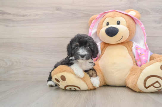 Petite Mini Aussiedoodle Poodle Mix Pup