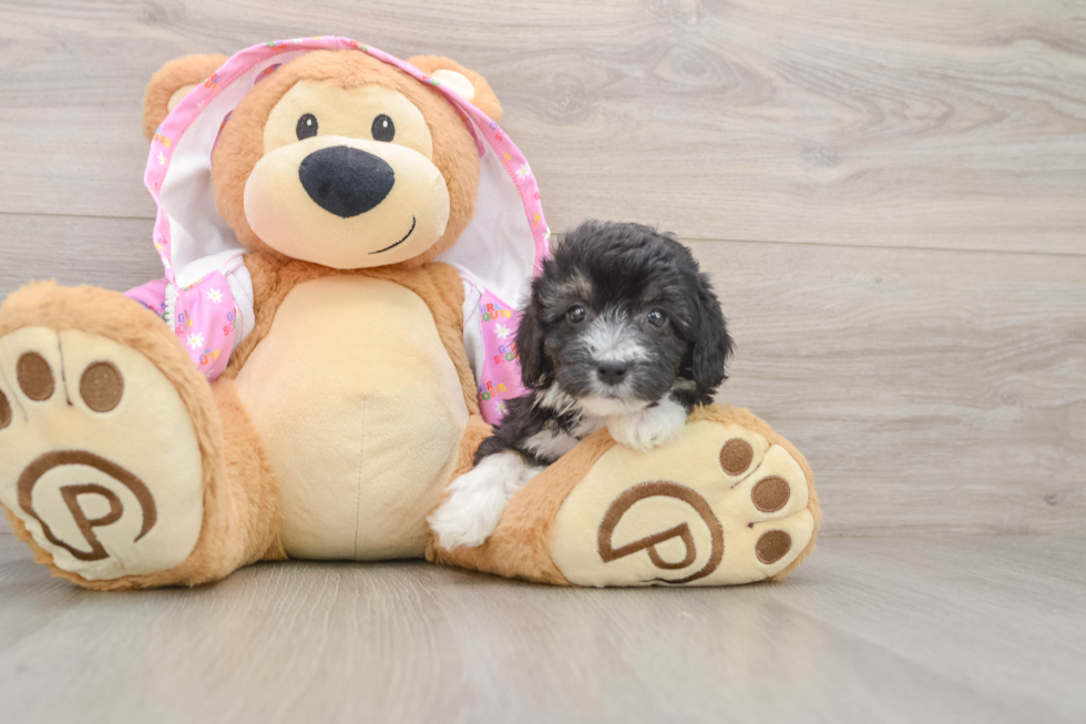Popular Mini Aussiedoodle Poodle Mix Pup