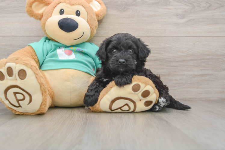 Popular Mini Aussiedoodle Poodle Mix Pup