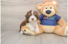 Friendly Mini Aussiedoodle Baby