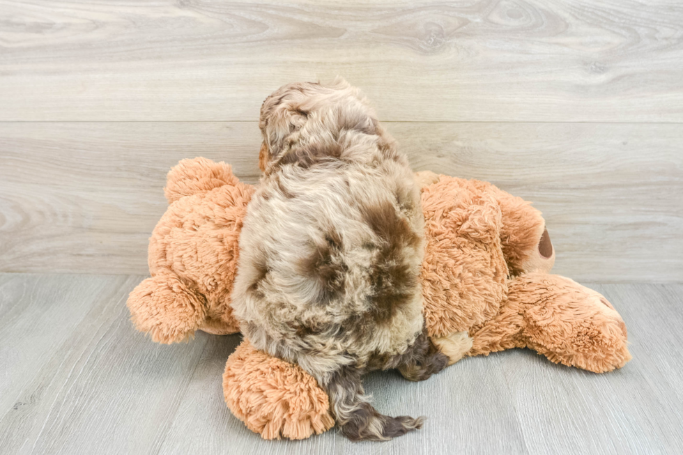 Hypoallergenic Aussiepoo Poodle Mix Puppy