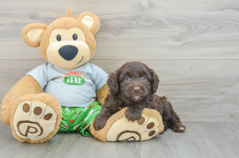 5 week old Mini Aussiedoodle Puppy For Sale - Windy City Pups