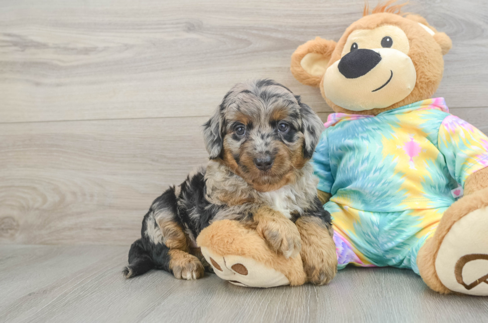 5 week old Mini Aussiedoodle Puppy For Sale - Windy City Pups