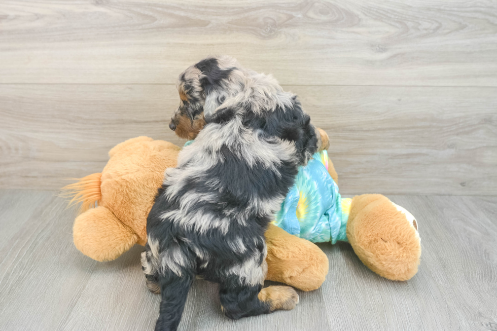 Hypoallergenic Aussiepoo Poodle Mix Puppy