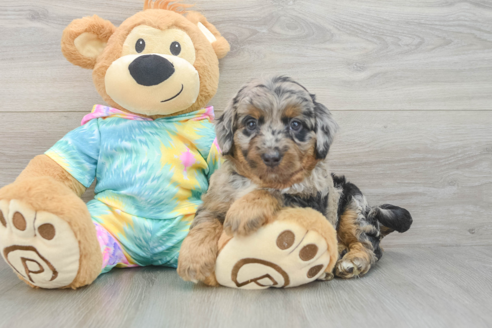 Best Mini Aussiedoodle Baby