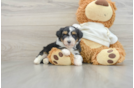 Playful Mini Aussiepoodle Poodle Mix Puppy