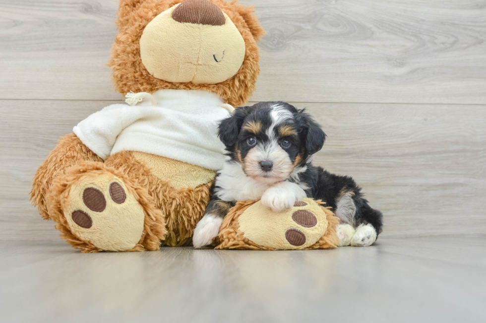 Little Mini Aussiepoo Poodle Mix Puppy