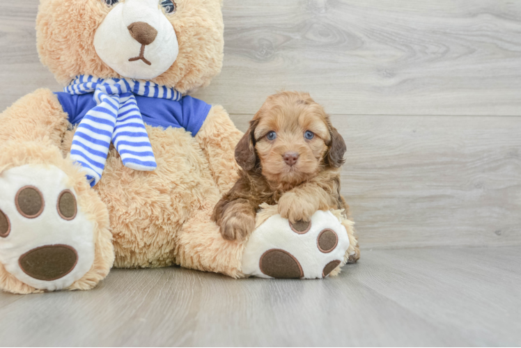 Mini Aussiedoodle Pup Being Cute