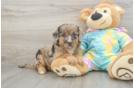 Mini Aussiedoodle Pup Being Cute