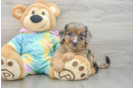 Popular Mini Aussiedoodle Poodle Mix Pup