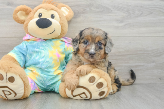 Popular Mini Aussiedoodle Poodle Mix Pup